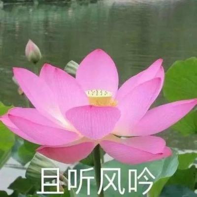 中学语文老师眼中的刘亮程作品：自然是最好的教育